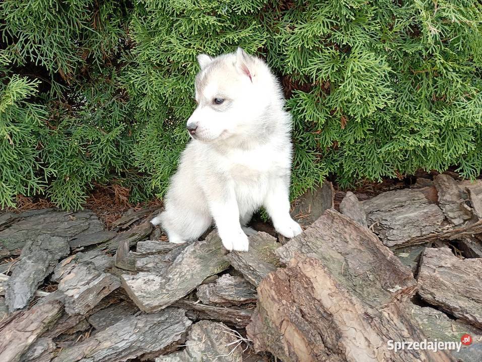 SIBERIAN HUSKY BOY Racibórz