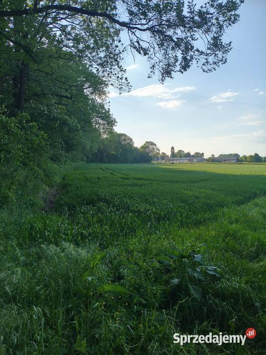 Sprzedam działkę Prudnik sprzedam