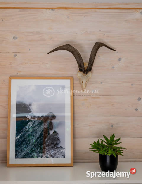 Czaszka naturalna prawdziwa czaszka z owcy z Szaflary