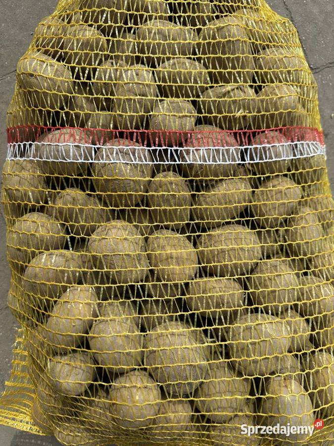 Sprzedam ziemniaki wielkości sadzeniaka Wilczyn