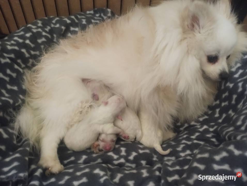 Szpic miniaturowyPomeranian łódzkie Łowicz sprzedam