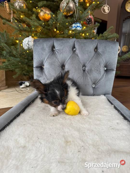 Papillon szczeniak Spaniel kontynentalny Pozostałe Dudki sprzedam