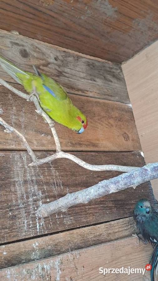 posiadam na sprzedaż papugi kozy małopolskie Wawrzeńczyce sprzedam