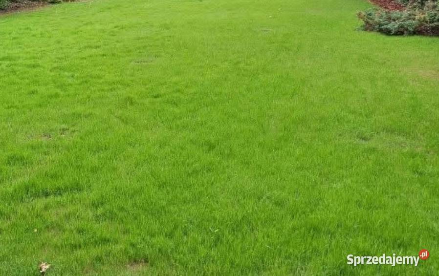 Zakładanie trawnika siew trawy FIRLEJ