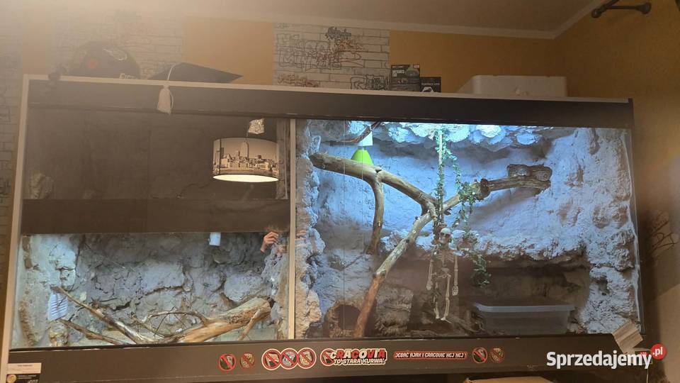 Boa imperator sprzedam