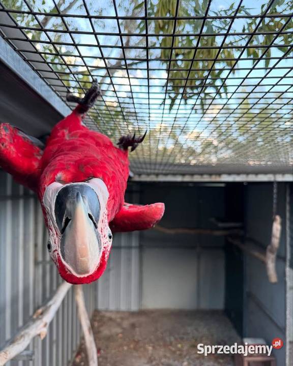 Ara MilitarisCatalina