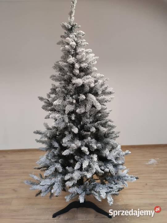 Choinka na święta Jelenia Góra