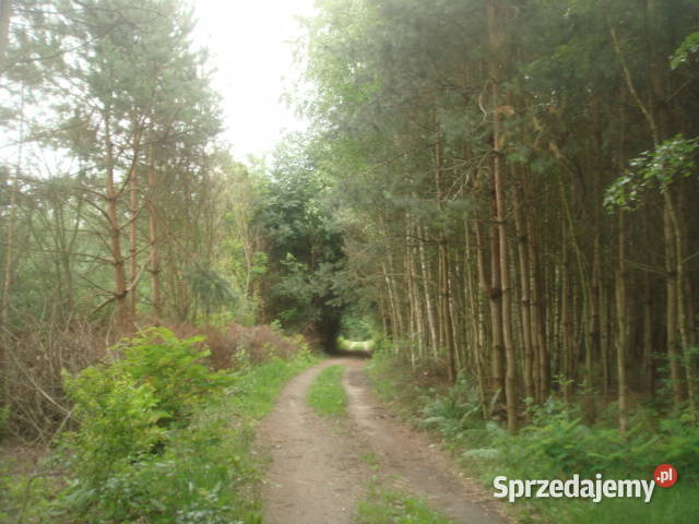 Syndyk sprzeda nieruchomość w miejscowości