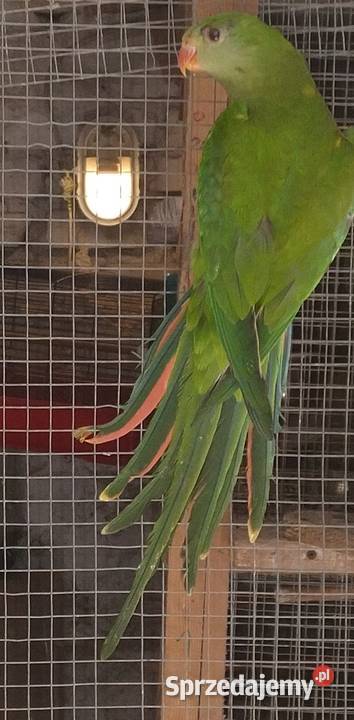 Papugi aleksandrety obrożnej Wodzisław Śląski