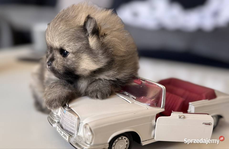 Szpic miniaturowy Pomeranian samiec MIŚ Przywidz