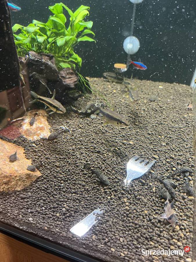 Kosiarki duże glonojady małe Patoki