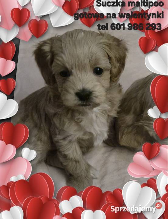 Suczka Maltipoo gotowa na walentynki kujawsko-pomorskie Inowrocław