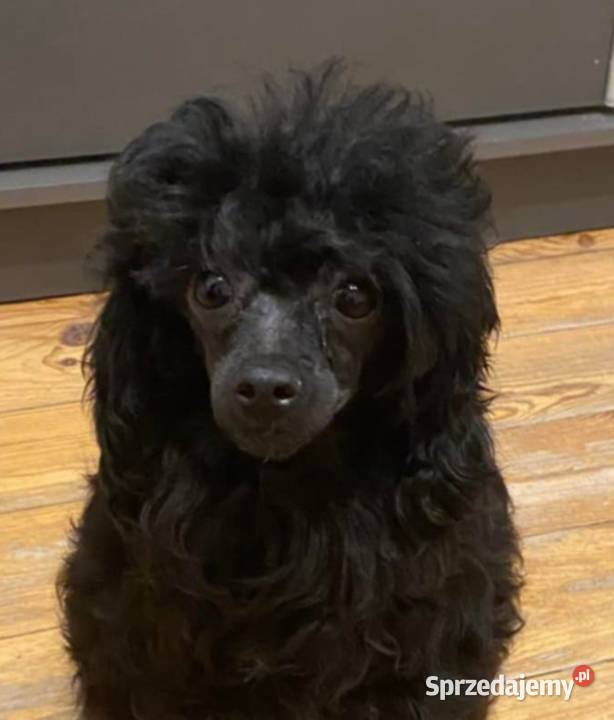 Pudel toy suczka morelowa Wyszków