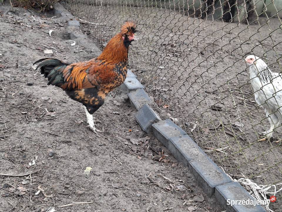 koguty z wolnego wybiegu młode Sułoszyn