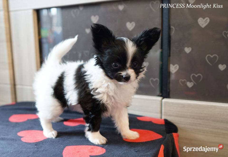 suczka papillon ZKwP FCI spaniel miniaturowy Warszawa