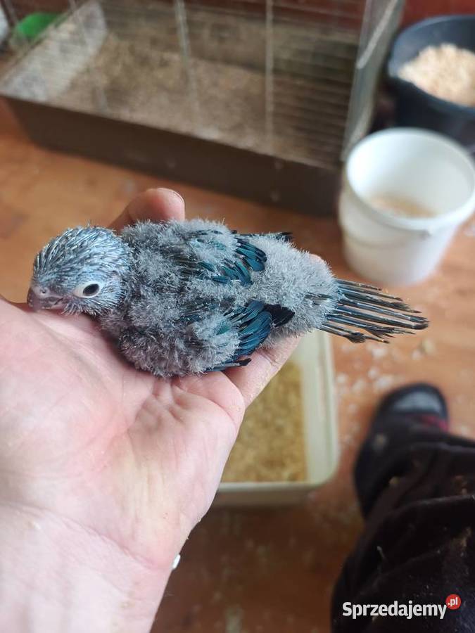 Papugi rudosterki ręcznie karmione Tychy