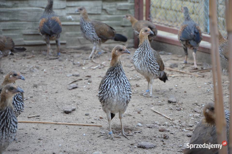 Kur siwy Gallus Sonneratii Bażant Bażanty kury Płońsk