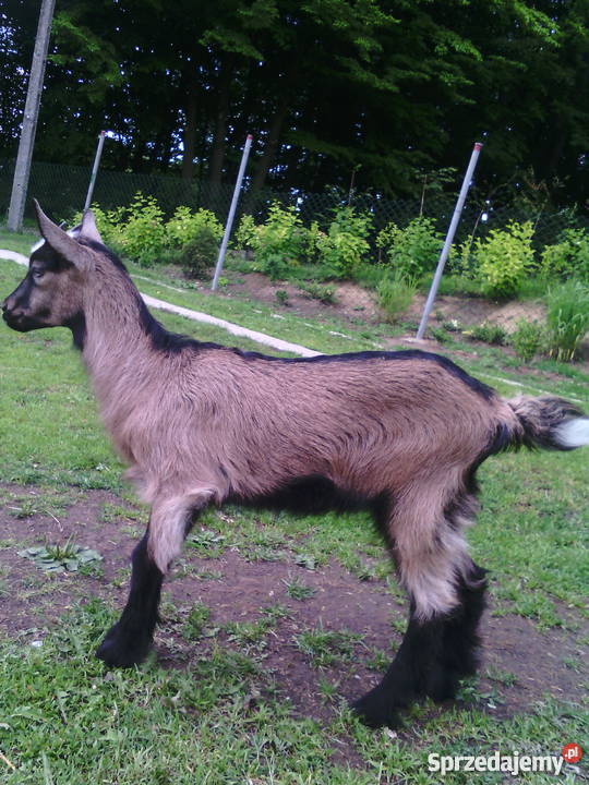 Piękna kozakózka mlecznej kozy pomorskie