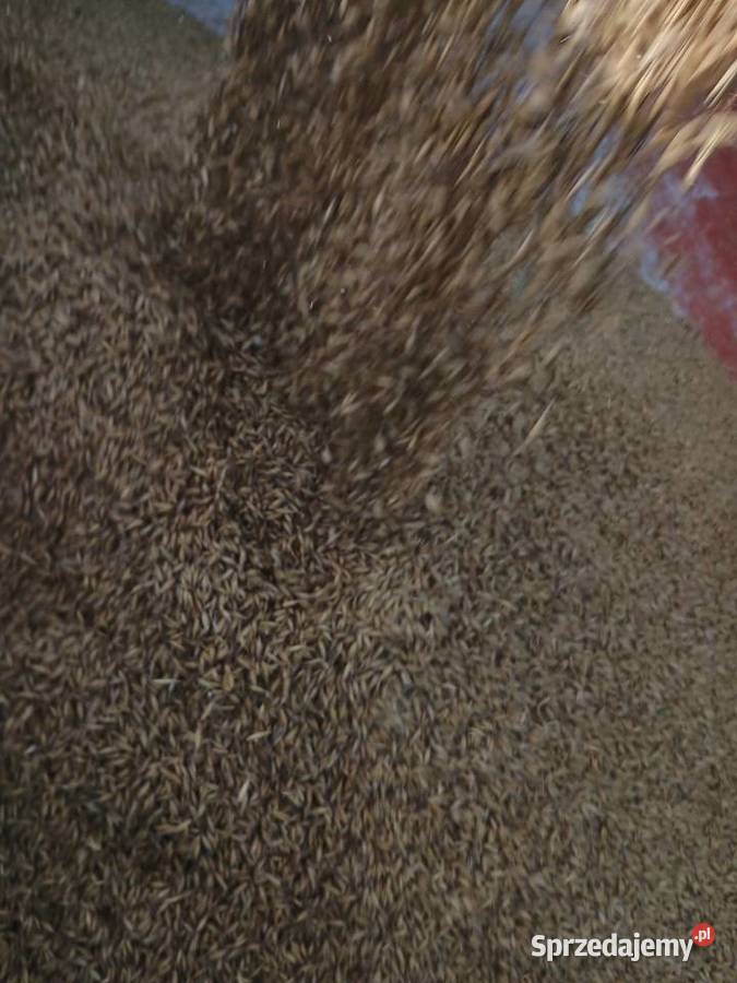 Owies czyszczalni paszowy worki bb luz Łuków