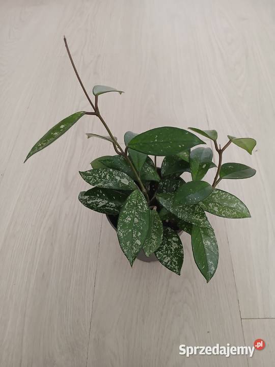 Hoya carnosa splash hoja carnosa stardust Częstochowa sprzedam