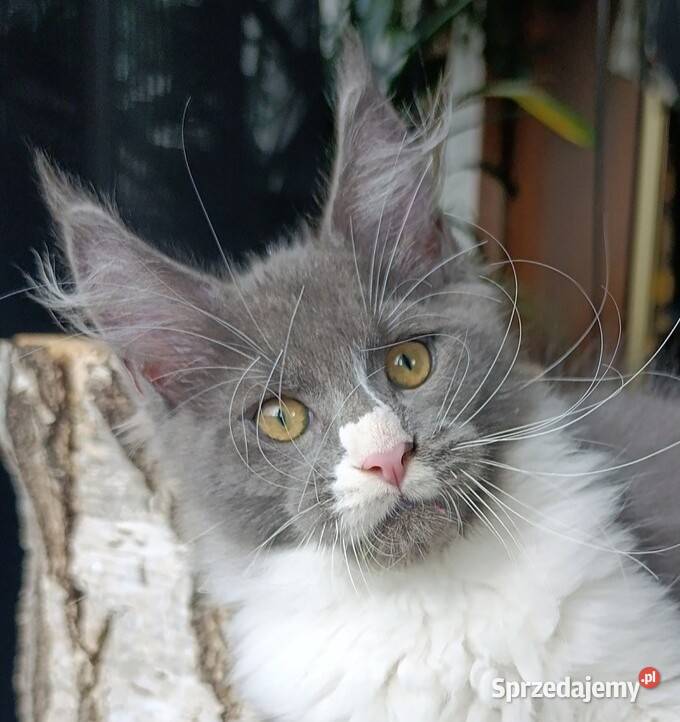 duży niebieski z białym Maine Coon FPL sprzedam