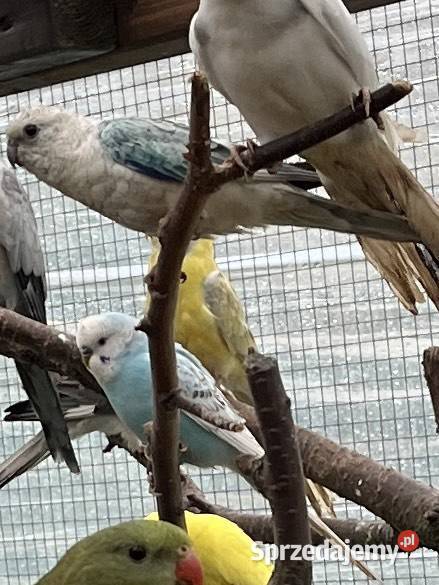 Młode samice Kotłowo