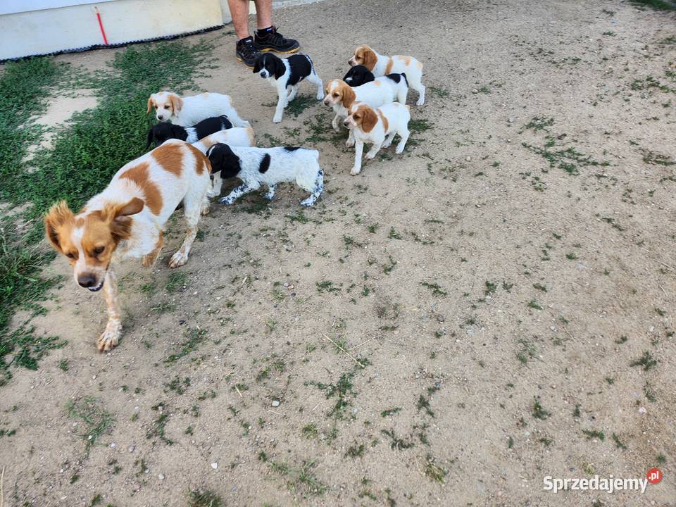 Spaniel Bretonski Sanniki