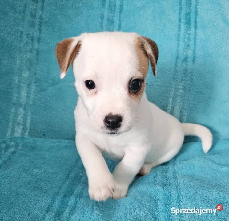 Jack Russell Terrier Psy Jasiel sprzedam