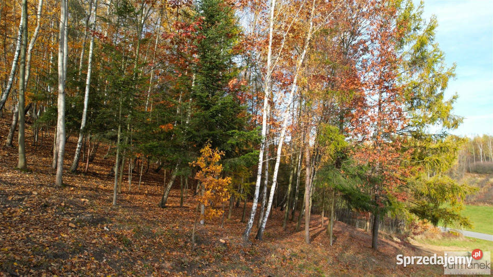 Działka 4182m2 TeodorówkaKolonia 30zł/m2 Teodorówka-Kolonia