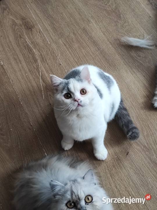 Prześliczny niebieski arlekin szuka nowego domu sprzedam