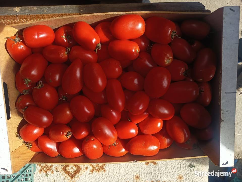 Pomidory gruntowe jajkowe przetwory Karczew sprzedam