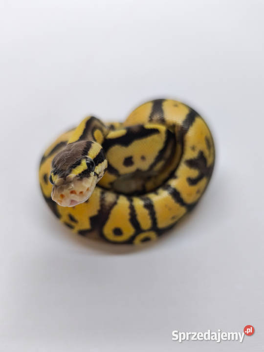 Pyton królewski Firerfly Fire Pastel Python Warszawa sprzedam