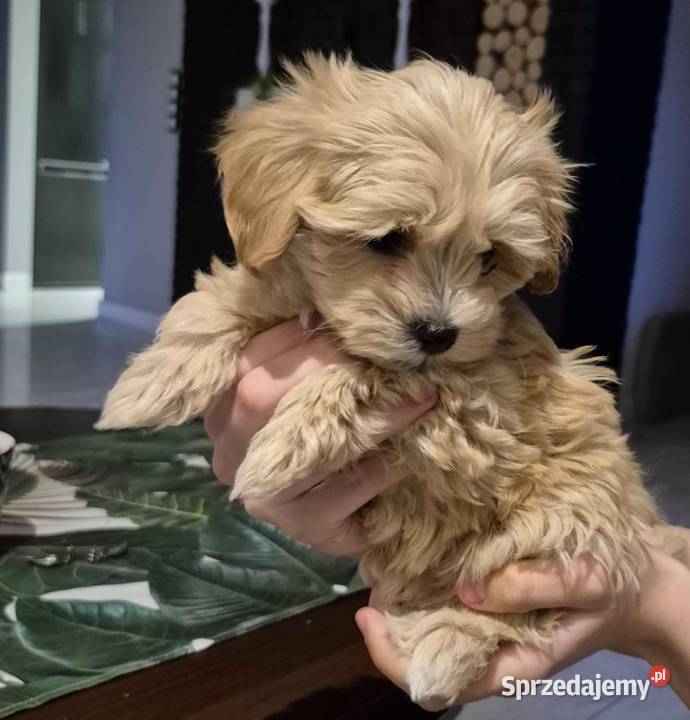 Maltipoo suczki Inowrocław