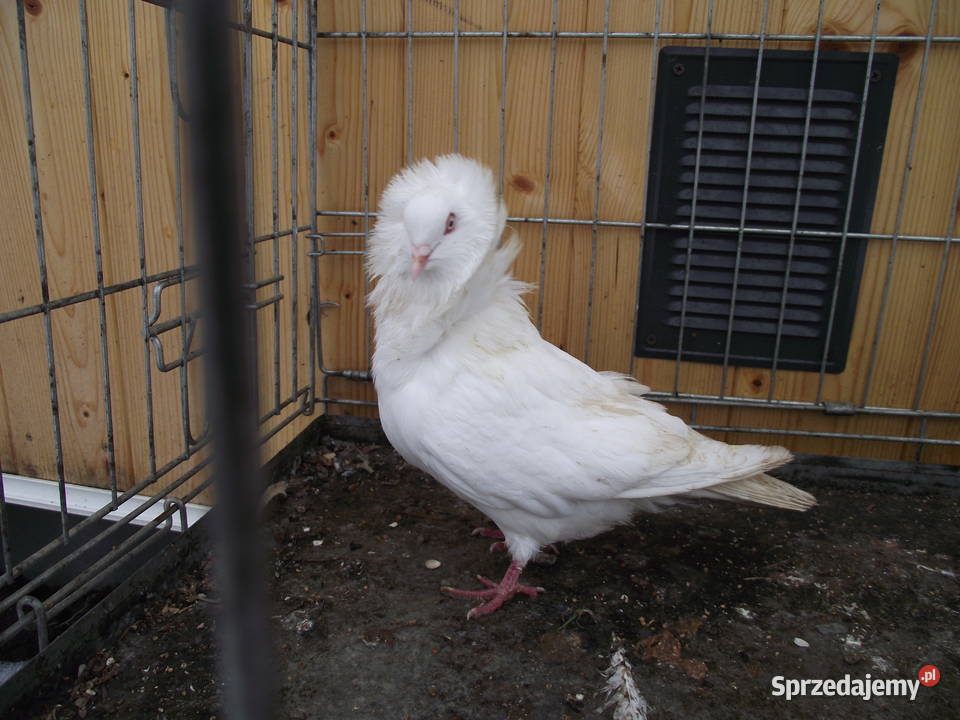 Kapucyny staroholenderskie Mościsko