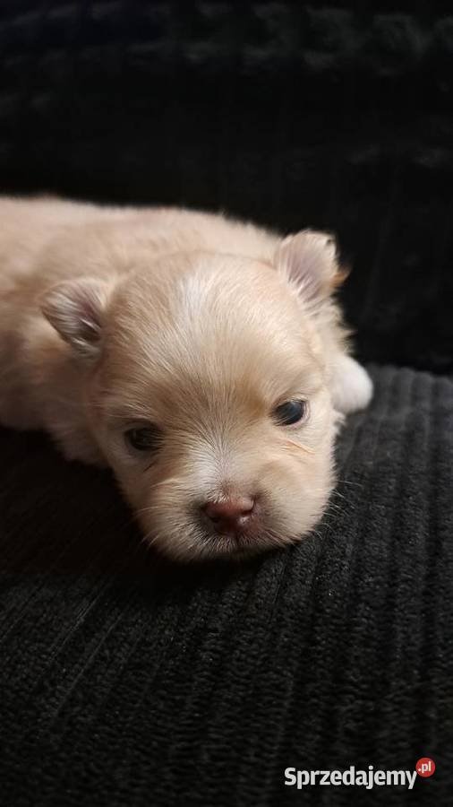 Szpic miniaturowy pomeranian sunia Dzikowiec