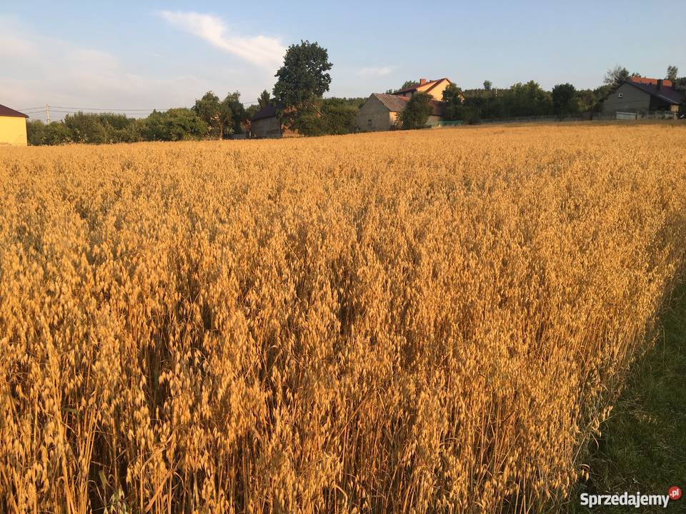 Owies Bingo centrali Zboża Masłów Drugi sprzedam