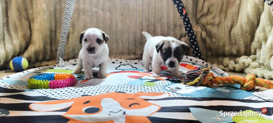 Jack Russell terrier fci Zwierzęta