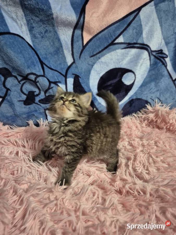 Syberyjska KOTKA ŁUCJIA rodowód FPL Stary Broniszew