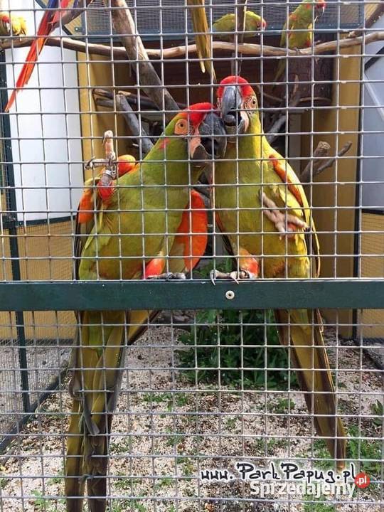 Ara różowooka rubrogenys