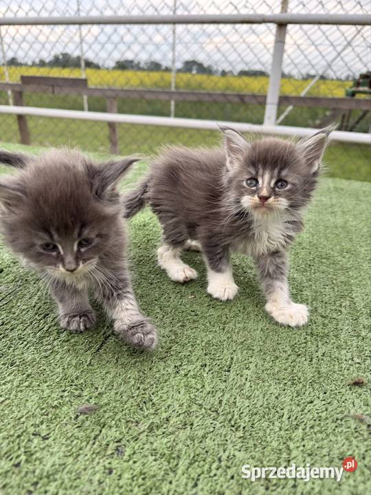 Przepiękne kocięta Maine Coon z rodowodem FPL Poznań