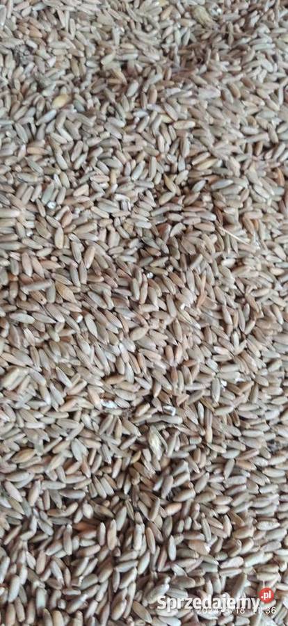 jęczmień ozimy czterorzędowy Żyto do siewu zbiór Wężerów sprzedam