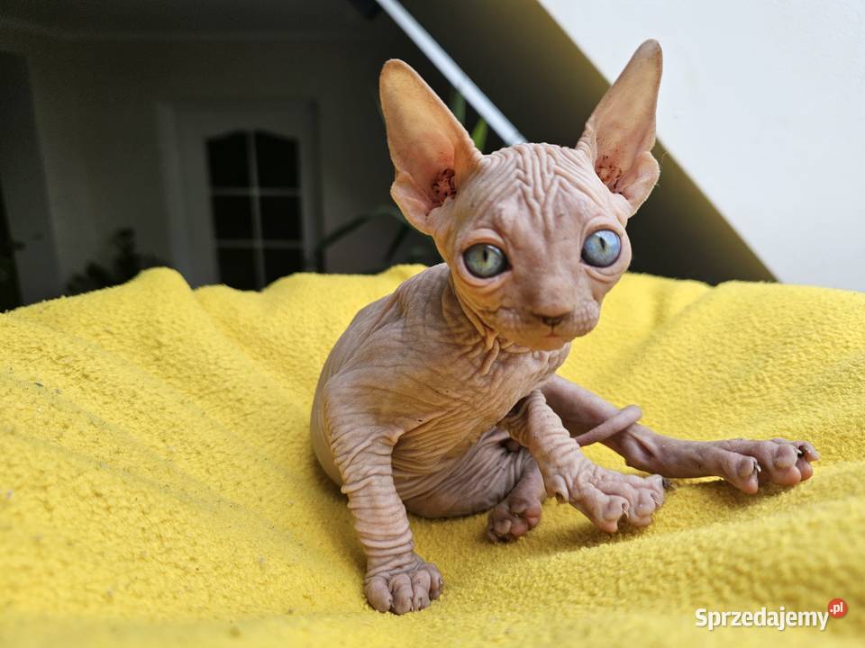 Kocur sfinks kanadyjski Vascat