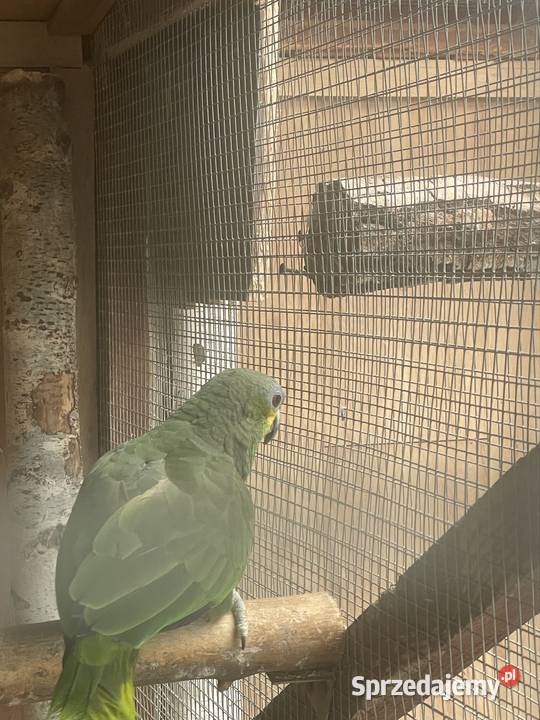 Amazonka Mordobrewna