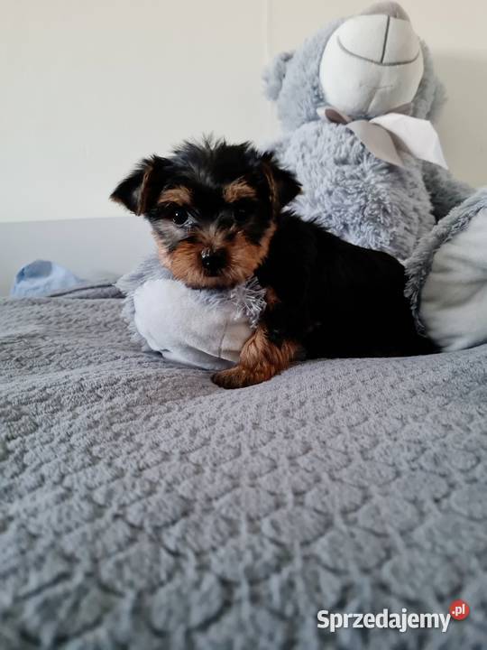 Dziewczyna Yorkshire Terrier z Chipem Wyprawka Częstochowa sprzedam