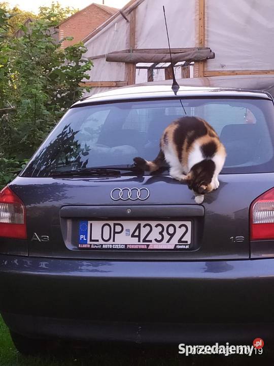 Audi a3 16mpi 8l lifting 245000km świętokrzyskie Ostrowiec Świętokrzyski
