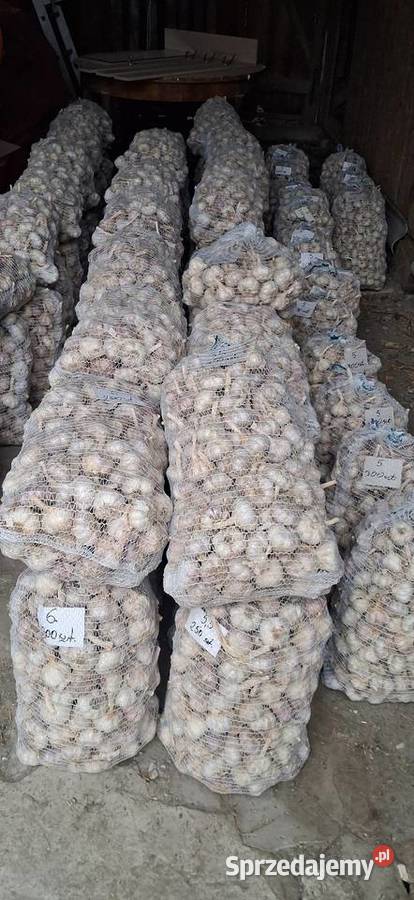 Czosnek harnaś Krzeszówka