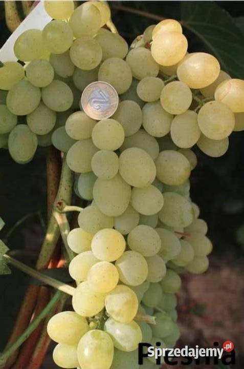 Winorośl deserowa Piesnia Sadzonki winorośli Łazy Brzyńskie