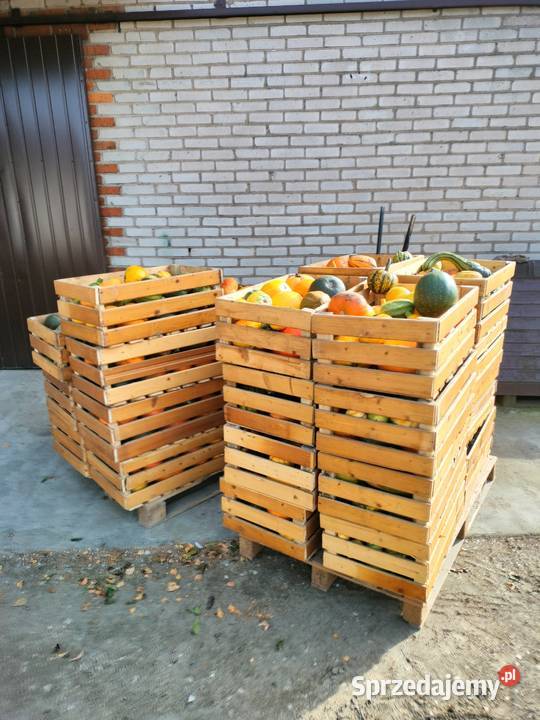 sprzedam dynię ozdobną