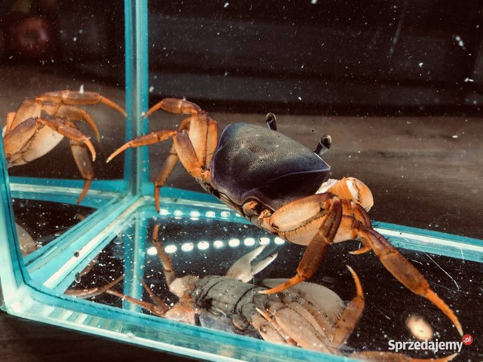 Tęczowy Krab Justynów