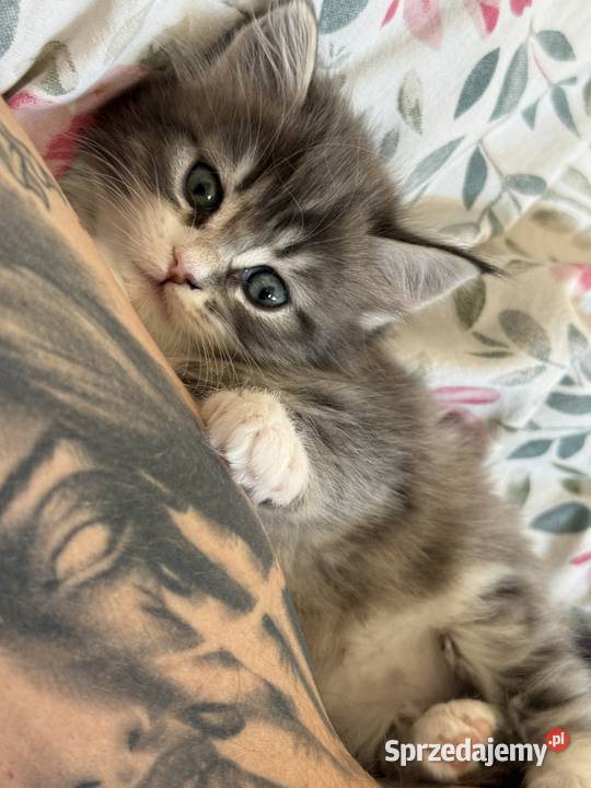 KocurKotka Maine Coon pomorskie Starogard Gdański